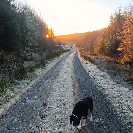 Meadowsweet Forest Fintown