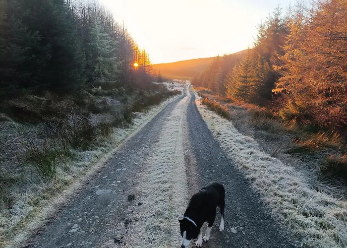 Meadowsweet Forest Fintown